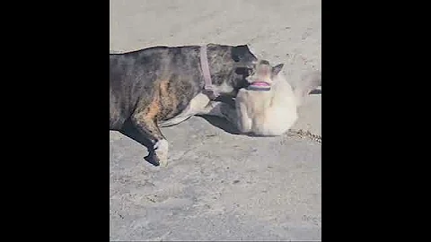Watch the video about Pitbull / boxer Mix & White Mainecoon. BEST FRIENDS