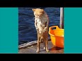 AWW Best FUNNY Videos 2021● Try not to laugh dogs and cats Compilation