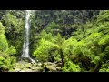  jungle ambient sounds with flowing and falling water combined with the sound of australian birds