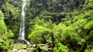 🐦 Jungle Ambient Sounds with Flowing and Falling Water Combined with the Sound of Australian Birds.