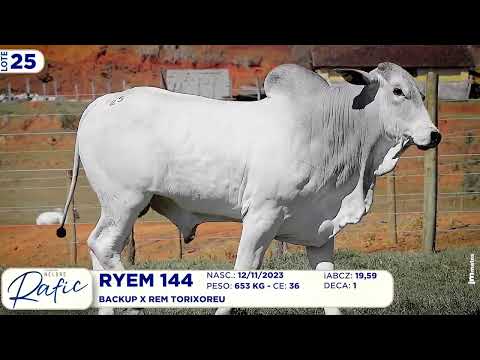 LOTE 25   RYEM 144