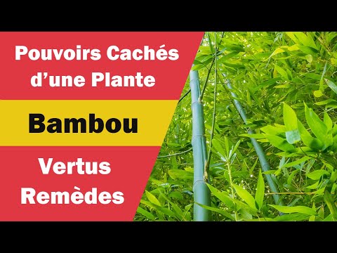 Vidéo: Variétés de bambou de la zone 6 : choisir des plantes de bambou pour la zone 6