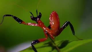 KUNG FU MANTIS VS JUMPING SPIDER ║ jungle