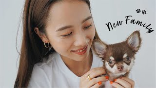 【おうちVlog】愛犬とひたすら戯れる癒し動画