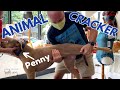 🐶 PITBULL~ FOSTER FAILURE ~ HAPPY ANIMAL CHIROPRACTIC STORY!