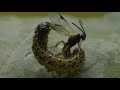 Parasitoid wasps like the alien movies but real