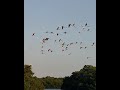 Caribbean flamingos in Trinidad!