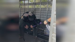 More than a dozen dogs surrendered to Animal Control after owner says he couldn't care for them