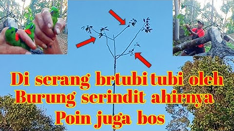 Mikat Burung Serindit Modal MP3 !! Sekali Poin 3 Ekor