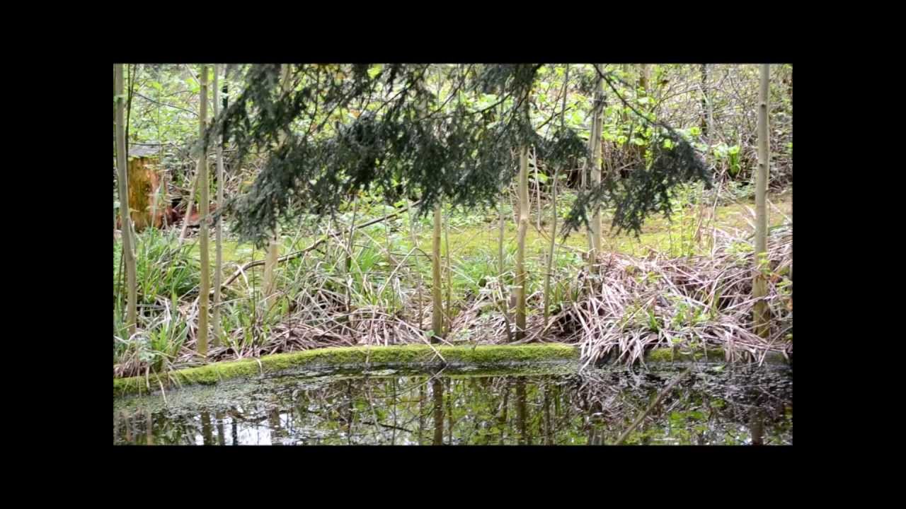 Mesotriton alpestris Courtship & habitat