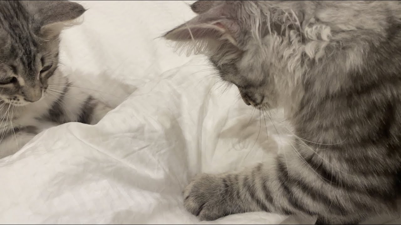 Teaching kittens bad habits - our bed, their hunting ground.