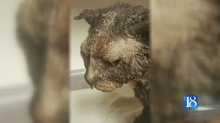 Social media leads to arrest, raises thousands for burned and bound cat