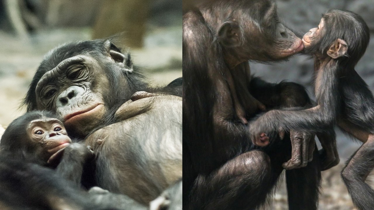 Материнская любовь универсальна ❤️🐒 Нежная связь мамы и детеныша бонобо