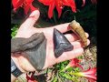 Megaladon Sharkteeth and Giant Crocodile Tooth fossil!