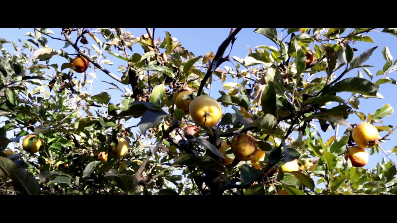 Snowline Apple Orchard | B-Roll