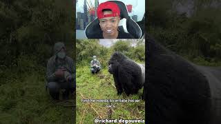 Gorilla Beat His Chest