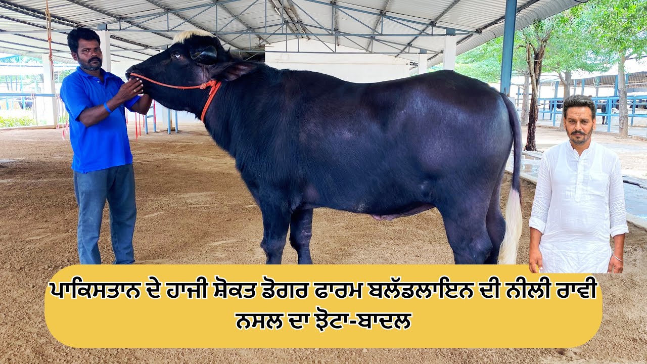 👍ਹਾਜੀ ਸ਼ੋਕਤ ਡੋਗਰ ਪਾਕਿਸਤਾਨ ਦੇ ਫਾਰਮ ਦੀ ਬਲੱਡਲਾਇਨ ਦਾ ਝੋਟਾ -ਬਾਦਲ || #BADAL_NILI_RAVI ABC VEERAVALLI ||