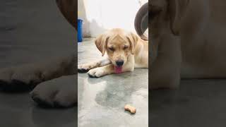 #TopLaber #Pups Royal dog farm Mahilpur 9463310824