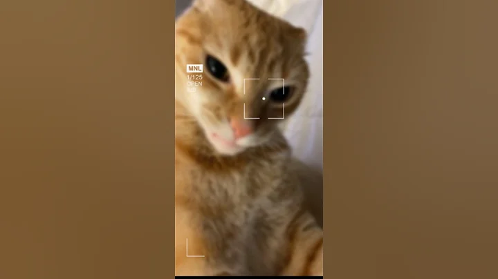 Video 3867891: cat pets funnycats, pets funnycats reaction, cats reaction funny pets, pets attack