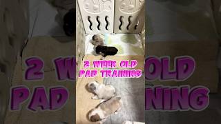 Potty training 2 week old frenchies. #frenchbulldog #subscribemychannel