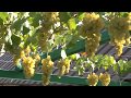 Цитронный Магарача винный сорт винограда