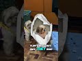 A Dog with A Royal Past