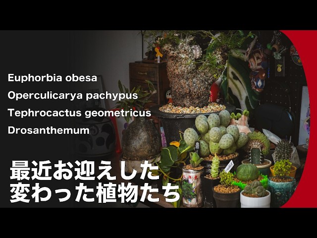 DIY】我が家自慢の植物育成棚/ボタニカルシェルフを余すとこなく紹介し
