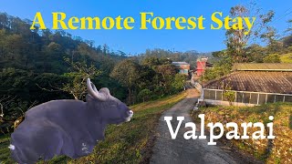 A Remote Jungle Stay in Valparai 🌿 | AGB Jungle Resort