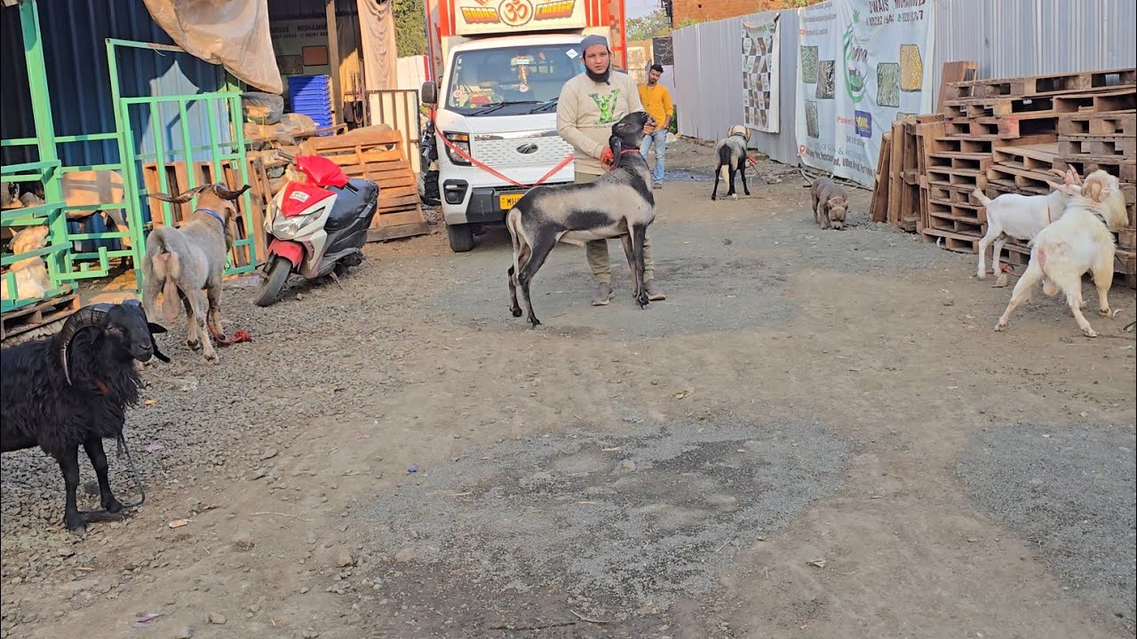 Aisa Bakre Palo🔥Dhamakedar Exotic😱Goat Vaccinated Lo Aur Shouk Karo || Owais Bhai Padgha Bhiwandi ||