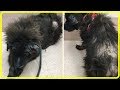 【衝撃】犬生最大のピンチが！目の前で遺棄されたのは、獣医さえも驚愕するほどひどい状態の犬だった…【世界が感動！涙と感動エピソード】