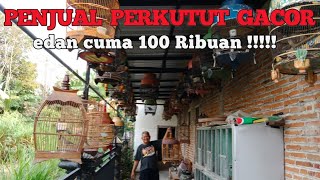 EDAN!!! PERKUTUT GACOR CUMA 100 RIBUAN