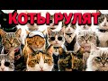 🎯😹🙀 КОТЫ - ПОВЕЛИТЕЛИ МИРА!