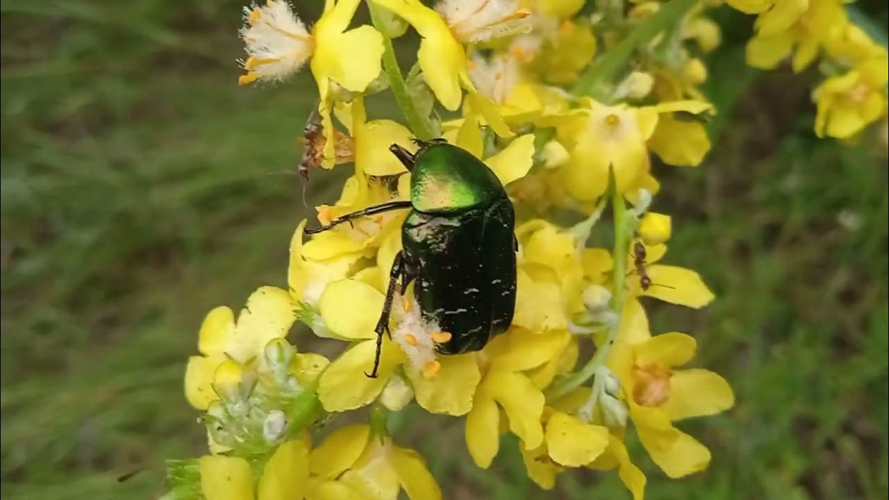 Коровяк Шмелиный