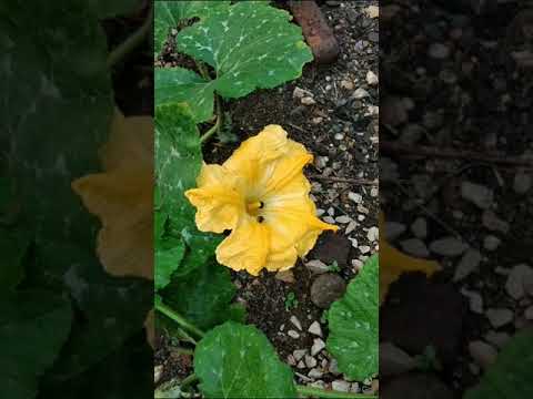 Video: Por qué las flores de calabaza se caen de la vid