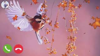 Mobile bird ringtone screenshot 5