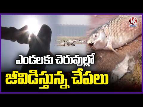 Fish Die in Pond Amid Severe Heatwave Conditions Karimnagar | V6 News - V6NEWSTELUGU