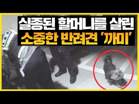 실종된 할머니를 구한 든든한 보디가드 &amp;#39;까미&amp;#39;