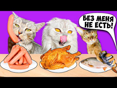 Видео: Руководство по совершенным подаркам для избалованных кошек и испорченных котят