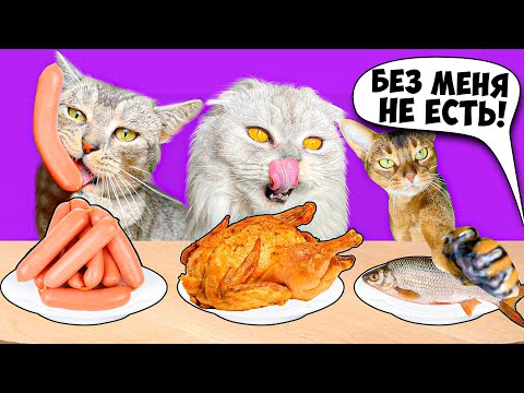 ЧЕЛЛЕНДЖ НА ТЕРПЕНИЕ ДЛЯ КОТОВ | НЕ ЕШЬ ПОКА Я НЕ ПРИДУ