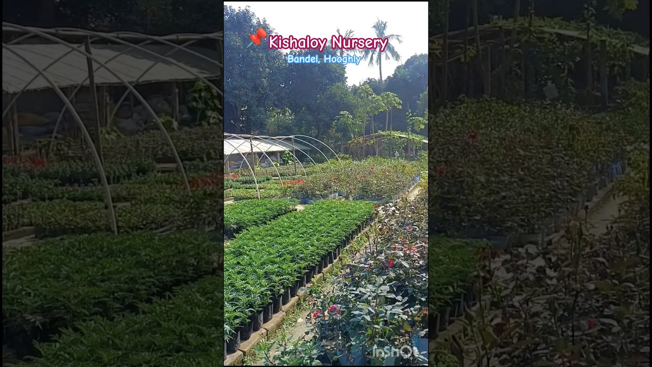 Nursery visit (Kishaloy nursery, bandel) 