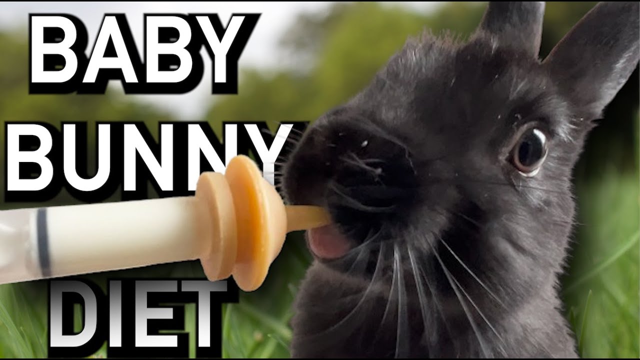 How to hand feed a baby bunny YouTube