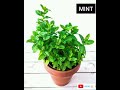 5 Herbal Plants That S We Can Grow At Home 5 Herbal Plants That S We Can Grow At Home