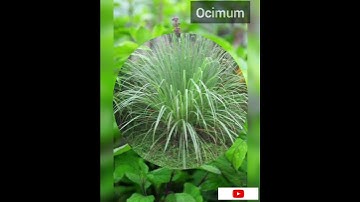 5 herbal plants that