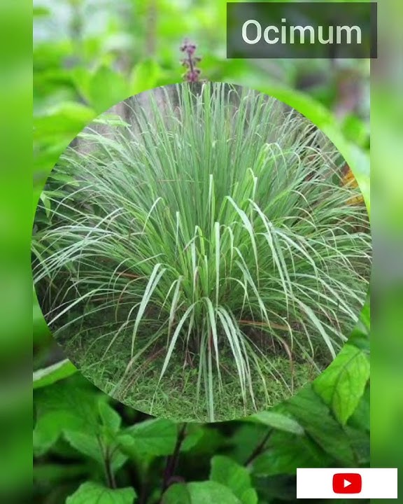 5 Tanaman Herbal yang Bisa Kita Tanam di Rumah