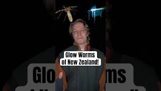 Glow worms, that aren’t even worms! 🌟🪱 #newzealand #animal #wildlife #nature #glowworm