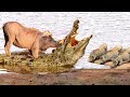 Porcupine - Warthog Extraordinary Hunts Recorded On Camera || Wild Animals Attacks