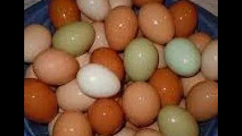 Farm Fresh Eggs vs. free range, pasture raised, cage free, and organic eggs