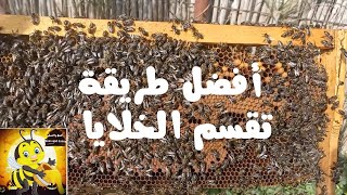 تقسم خلايا بهذه الطريقة لكي لا تضعف منحلك #bee #تربية_النحل