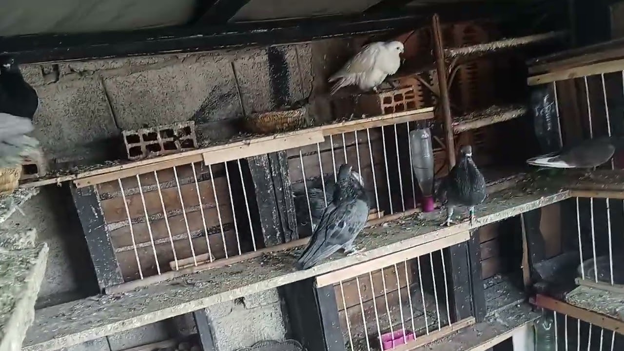 نولعكم خوتي في شنبورة طوبية بنت اطوبي طالعه مواصفات الله يسخر لي وليكم الخوت #pigeon #سيفيانوس 