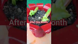 Sedum Succulent Propagation By Leaf